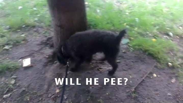 Willy Pee